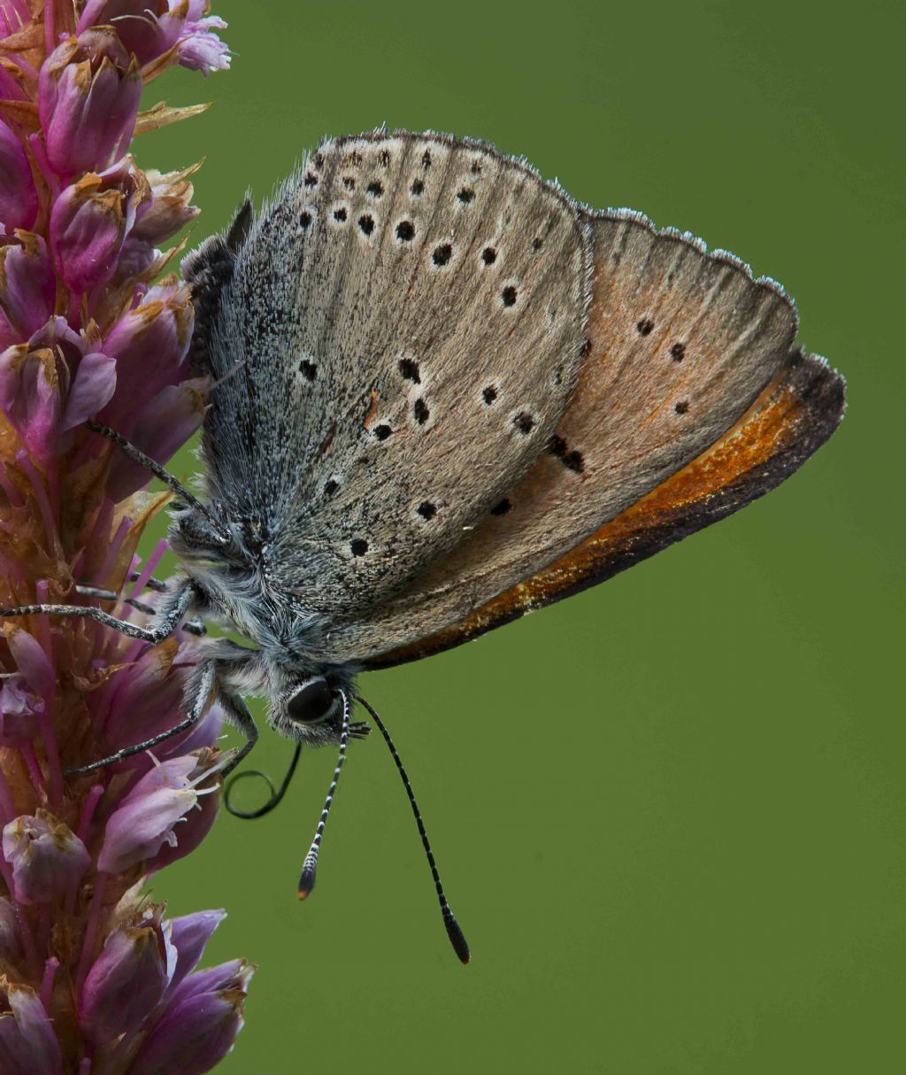 identificazione farfalla.